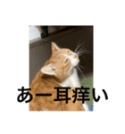 猫カフェ3兄弟（個別スタンプ：10）