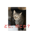 猫カフェ3兄弟（個別スタンプ：11）
