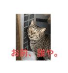 猫カフェ3兄弟（個別スタンプ：12）