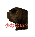 猫カフェ3兄弟（個別スタンプ：13）