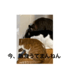 猫カフェ3兄弟（個別スタンプ：14）