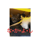 猫カフェ3兄弟（個別スタンプ：15）