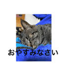 猫カフェ3兄弟（個別スタンプ：16）