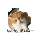 猫カフェ3兄弟（個別スタンプ：17）