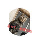 猫カフェ3兄弟（個別スタンプ：18）