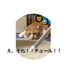猫カフェ3兄弟（個別スタンプ：19）