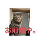 猫カフェ3兄弟（個別スタンプ：20）