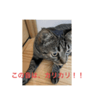 猫カフェ3兄弟（個別スタンプ：21）