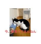 猫カフェ3兄弟（個別スタンプ：22）
