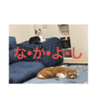 猫カフェ3兄弟（個別スタンプ：24）