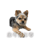 あんずの陶犬瓦鶏スタンプ（個別スタンプ：5）