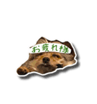 あんずの陶犬瓦鶏スタンプ（個別スタンプ：6）