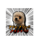 あんずの陶犬瓦鶏スタンプ（個別スタンプ：12）