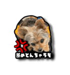 あんずの陶犬瓦鶏スタンプ（個別スタンプ：14）