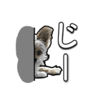 あんずの陶犬瓦鶏スタンプ（個別スタンプ：16）