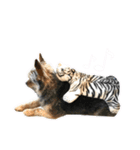 あんずの陶犬瓦鶏スタンプ（個別スタンプ：18）