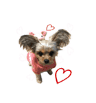 あんずの陶犬瓦鶏スタンプ（個別スタンプ：19）