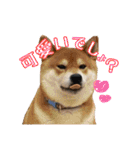 使える！きゃわいいげんちゃんスタンプ（個別スタンプ：6）