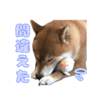 使える！きゃわいいげんちゃんスタンプ（個別スタンプ：10）