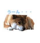使える！きゃわいいげんちゃんスタンプ（個別スタンプ：20）