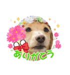 Momo 6th Birthday（個別スタンプ：8）
