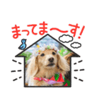 Momo 6th Birthday（個別スタンプ：22）