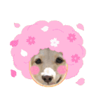 Momo 6th Birthday（個別スタンプ：32）