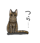 うちのこスタンプ【猫】（個別スタンプ：12）