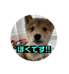 豆柴ほくくん（個別スタンプ：1）