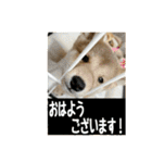 豆柴ほくくん（個別スタンプ：3）
