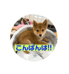 豆柴ほくくん（個別スタンプ：5）