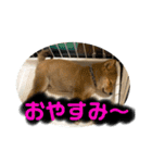 豆柴ほくくん（個別スタンプ：6）