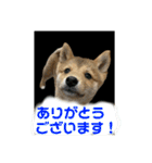 豆柴ほくくん（個別スタンプ：7）