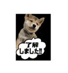 豆柴ほくくん（個別スタンプ：10）