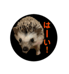 豆柴ほくくん（個別スタンプ：12）