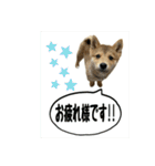 豆柴ほくくん（個別スタンプ：15）