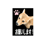 豆柴ほくくん（個別スタンプ：17）
