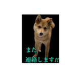 豆柴ほくくん（個別スタンプ：18）