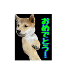 豆柴ほくくん（個別スタンプ：19）