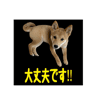 豆柴ほくくん（個別スタンプ：23）
