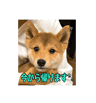 豆柴ほくくん（個別スタンプ：26）