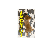 豆柴ほくくん（個別スタンプ：28）