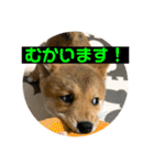 豆柴ほくくん（個別スタンプ：30）