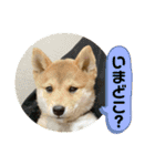 豆柴ほくくん（個別スタンプ：31）