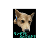 豆柴ほくくん（個別スタンプ：34）