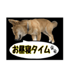 豆柴ほくくん（個別スタンプ：37）