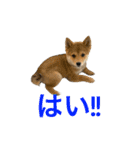豆柴ほくくん（個別スタンプ：38）