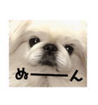 飼われているボク〜Rikimaru〜（個別スタンプ：5）