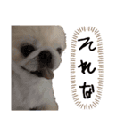 飼われているボク〜Rikimaru〜（個別スタンプ：8）