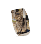 cat_huji 富士猫（個別スタンプ：1）